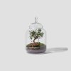 Lifestyle Green FACTORY | Jungle Jar