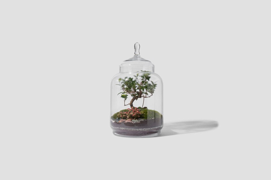 Lifestyle Green FACTORY | Jungle Jar